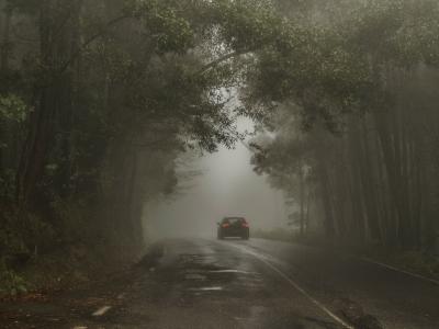 bil på landevej gennem skov