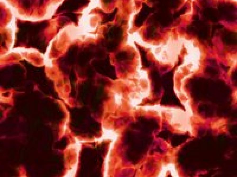 tarmmikrobiom